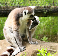 Lemur maki catta - Parc animalier de Ste Croix