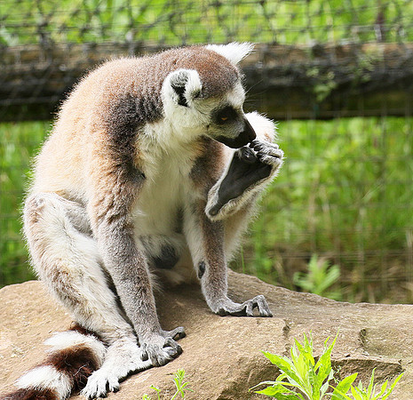 Lemur maki catta - Parc animalier de Ste Croix