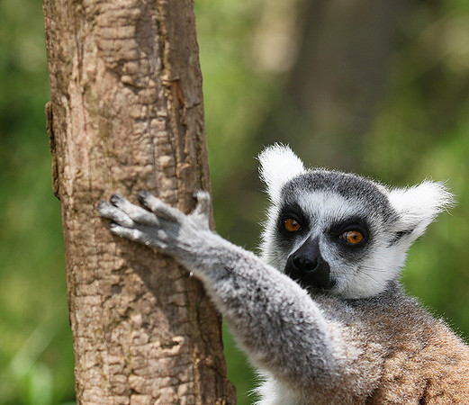 Lemur maki catta - Parc animalier de Ste Croix