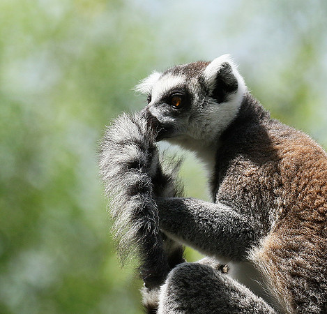 Lemur maki catta - Parc animalier de Ste Croix