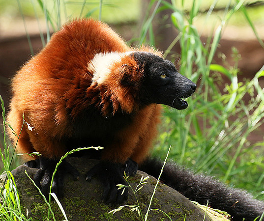 Red ruffed lemur - lemur vari roux - Parc animalier de Ste Croix
