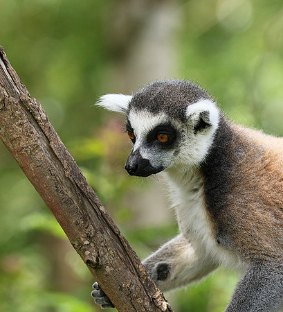Lemur maki catta - Parc animalier de Ste Croix
