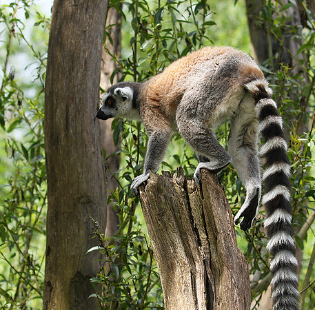 Lemur maki catta - Parc animalier de Ste Croix