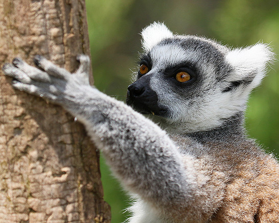 Lemur maki catta - Parc animalier de Ste Croix