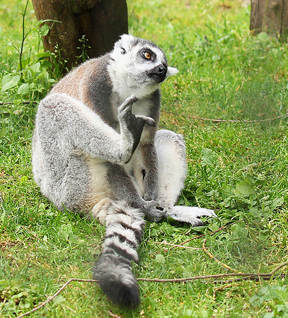 Lemur maki catta - Parc animalier de Ste Croix