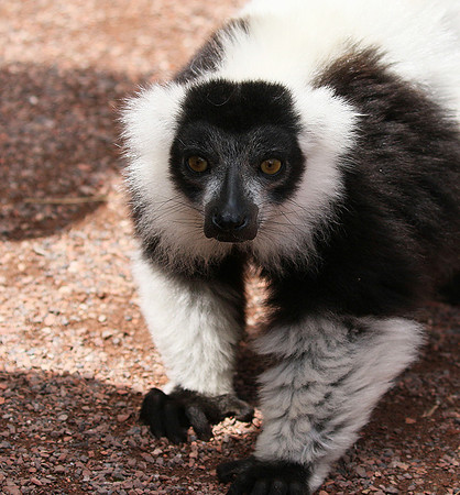 Black and white ruffed lemur - maki vari noir et blanc - Parc animalier de Ste Croix