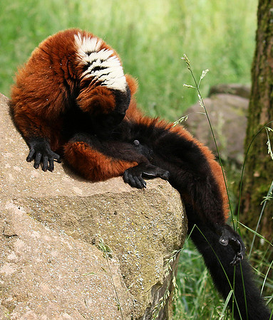 Red ruffed lemur - lemur vari roux - Parc animalier de Ste Croix