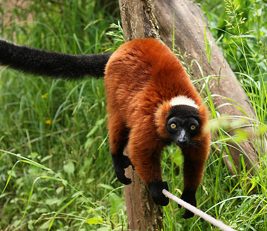 Red ruffed lemur - lemur vari roux - Parc animalier de Ste Croix