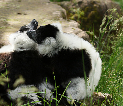Black and white ruffed lemur - maki vari noir et blanc - Parc animalier de Ste Croix