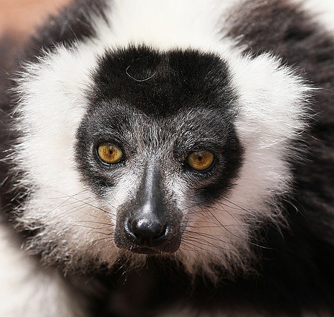 Black and white ruffed lemur - maki vari noir et blanc - Parc animalier de Ste Croix