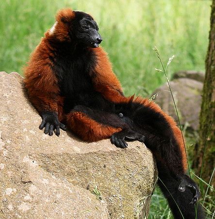 Red ruffed lemur - lemur vari roux - Parc animalier de Ste Croix