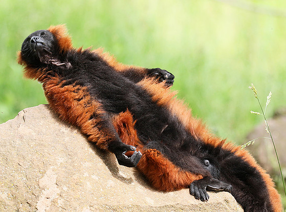 Red ruffed lemur - lemur vari roux - Parc animalier de Ste Croix