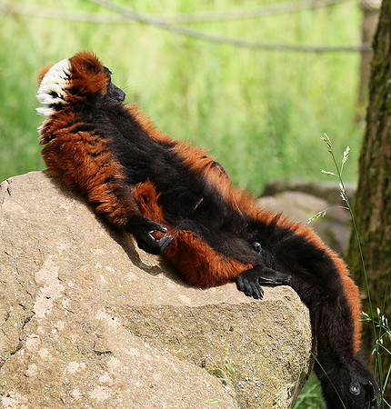 Red ruffed lemur - lemur vari roux - Parc animalier de Ste Croix