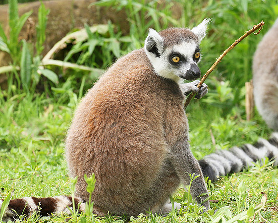 Lemur maki catta - Parc animalier de Ste Croix