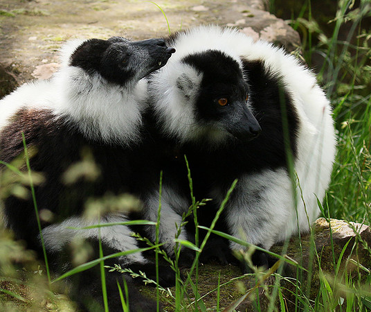 Black and white ruffed lemur - maki vari noir et blanc - Parc animalier de Ste Croix