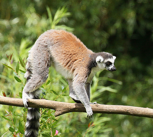 Lemur maki catta - Parc animalier de Ste Croix