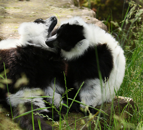 Black and white ruffed lemur - maki vari noir et blanc - Parc animalier de Ste Croix
