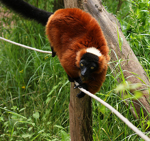 Red ruffed lemur - lemur vari roux - Parc animalier de Ste Croix