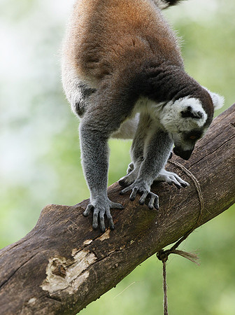 Lemur maki catta - Parc animalier de Ste Croix