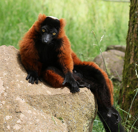 Red ruffed lemur - lemur vari roux - Parc animalier de Ste Croix