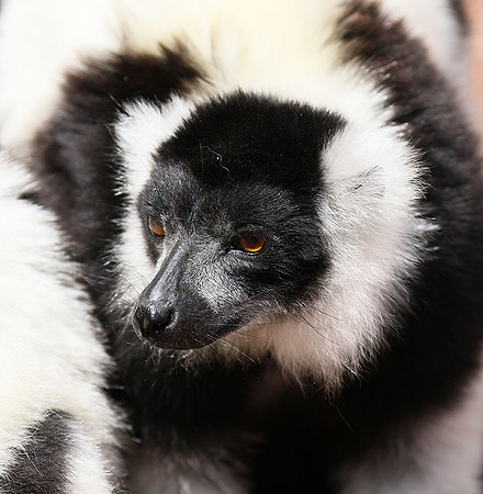 Black and white ruffed lemur - maki vari noir et blanc - Parc animalier de Ste Croix