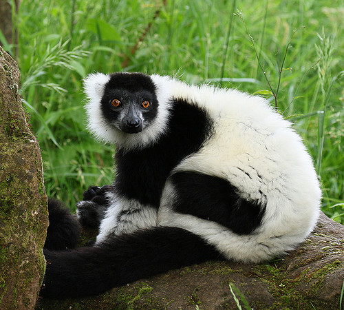 Black and white ruffed lemur - maki vari noir et blanc - Parc animalier de Ste Croix