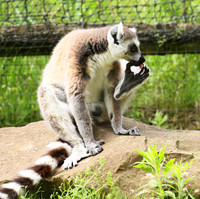 Lemur maki catta - Parc animalier de Ste Croix