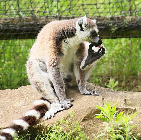 Lemur maki catta - Parc animalier de Ste Croix