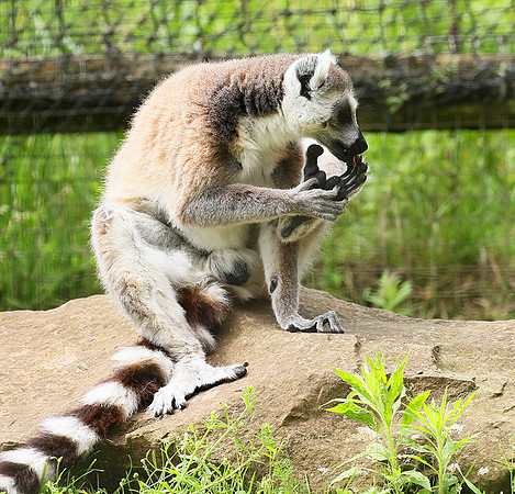 Lemur maki catta - Parc animalier de Ste Croix