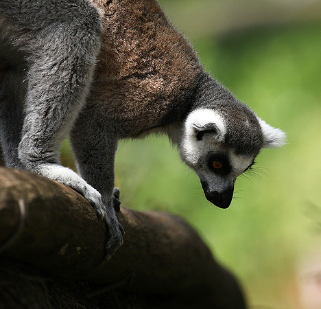 Lemur maki catta - Parc animalier de Ste Croix
