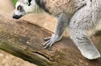 Lemur maki catta - Parc animalier de Ste Croix
