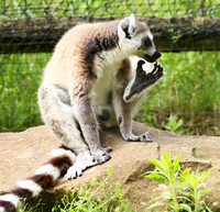 Lemur maki catta - Parc animalier de Ste Croix
