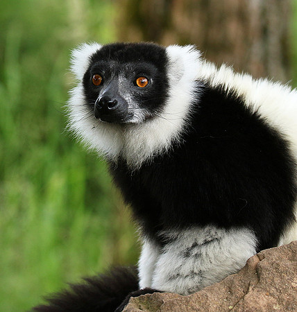 Black and white ruffed lemur - maki vari noir et blanc - Parc animalier de Ste Croix