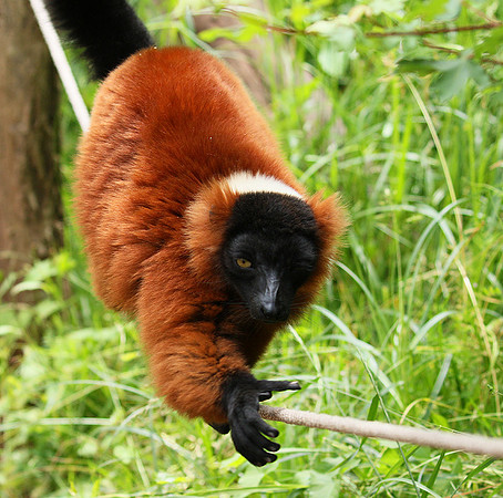 Red ruffed lemur - lemur vari roux - Parc animalier de Ste Croix