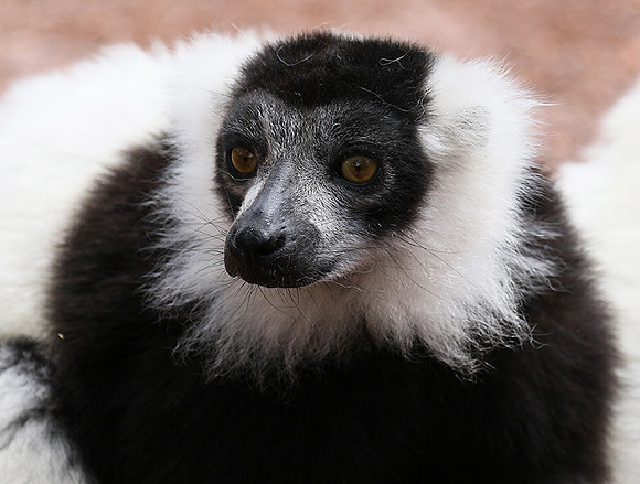 Black and white ruffed lemur - maki vari noir et blanc - Parc animalier de Ste Croix