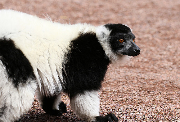 Black and white ruffed lemur - maki vari noir et blanc - Parc animalier de Ste Croix