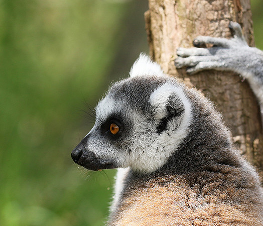 Lemur maki catta - Parc animalier de Ste Croix