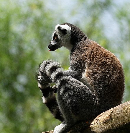 Lemur maki catta - Parc animalier de Ste Croix