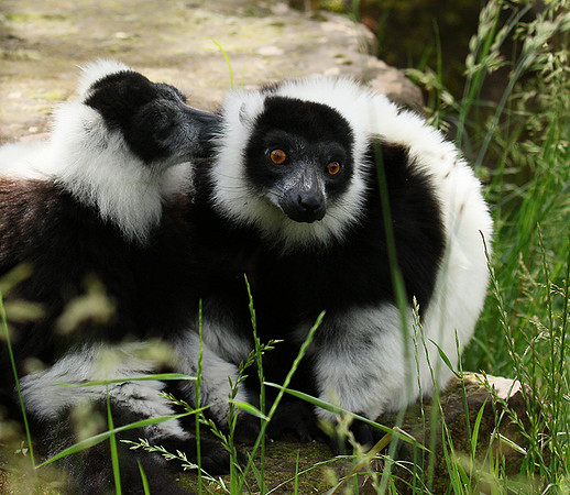 Black and white ruffed lemur - maki vari noir et blanc - Parc animalier de Ste Croix