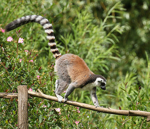 Lemur maki catta - Parc animalier de Ste Croix