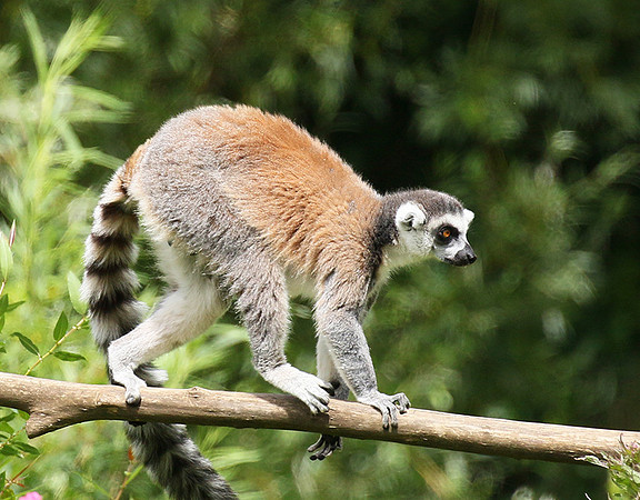 Lemur maki catta - Parc animalier de Ste Croix