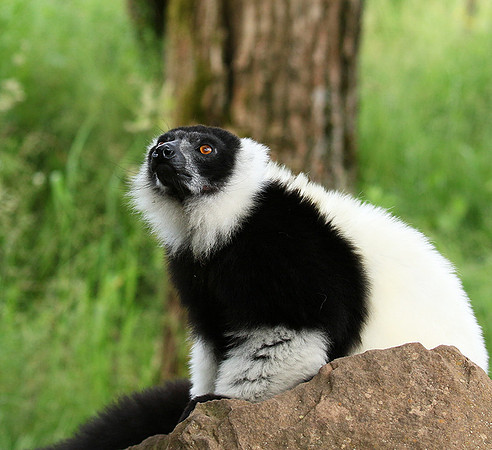 Black and white ruffed lemur - maki vari noir et blanc - Parc animalier de Ste Croix