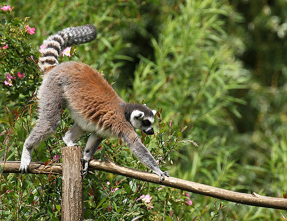Lemur maki catta - Parc animalier de Ste Croix