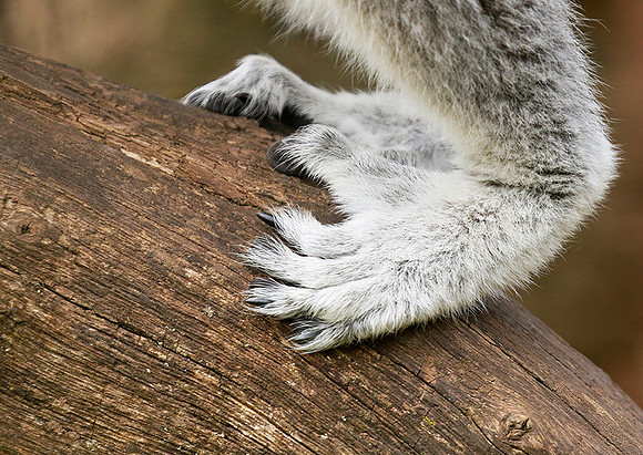 Lemur maki catta - Parc animalier de Ste Croix