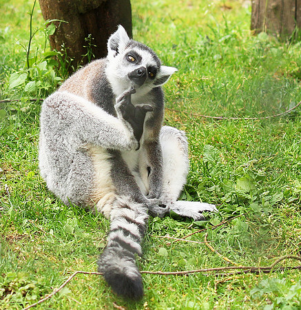 Lemur maki catta - Parc animalier de Ste Croix