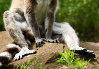 Lemur maki catta - Parc animalier de Ste Croix