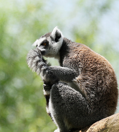 Lemur maki catta - Parc animalier de Ste Croix