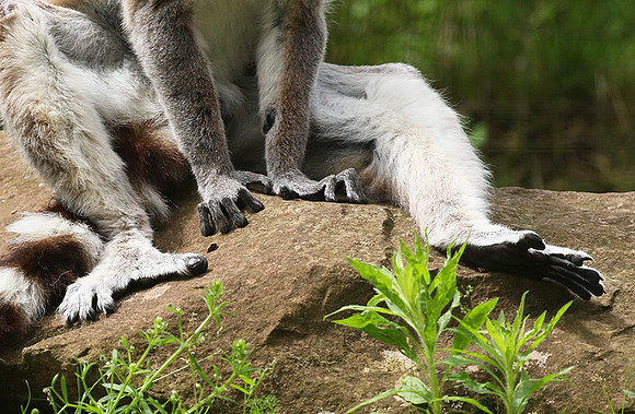 Lemur maki catta - Parc animalier de Ste Croix