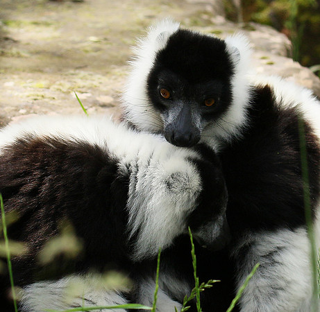 Black and white ruffed lemur - maki vari noir et blanc - Parc animalier de Ste Croix