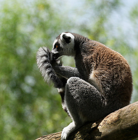 Lemur maki catta - Parc animalier de Ste Croix